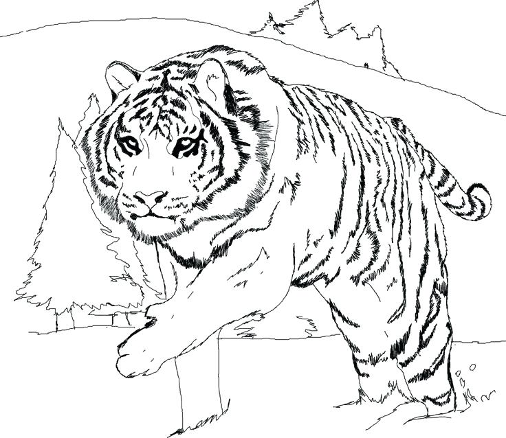 736x638 Ocelot Coloring Page Tiger Coloring Page Minecraft Ocelot