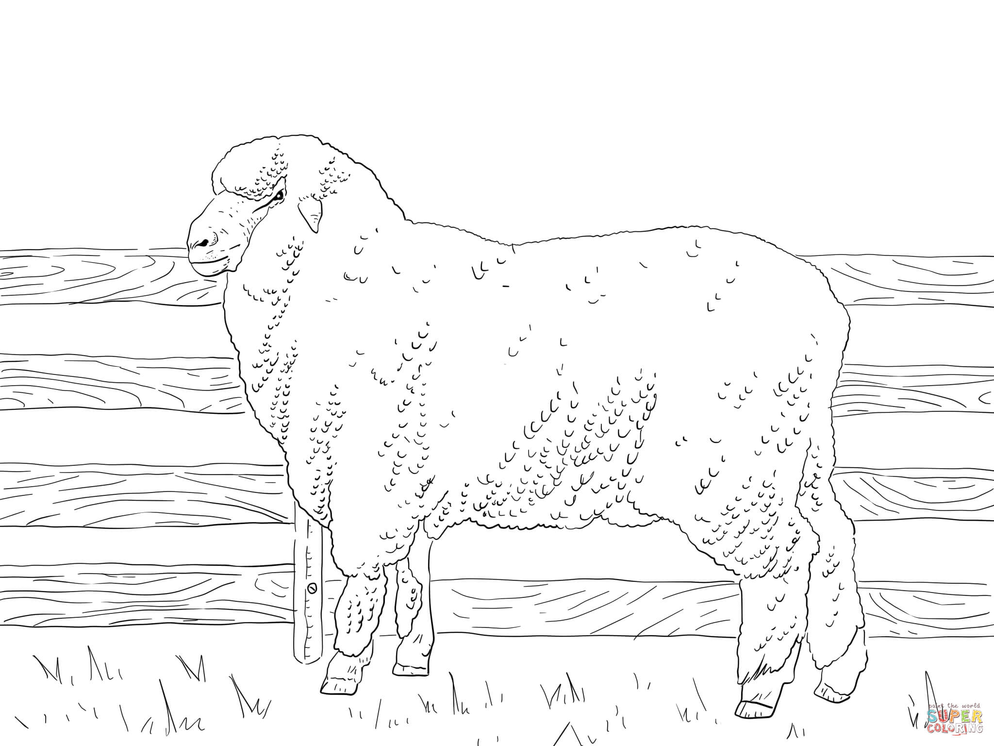 2048x1536 Merino Sheep Coloring Page In 10