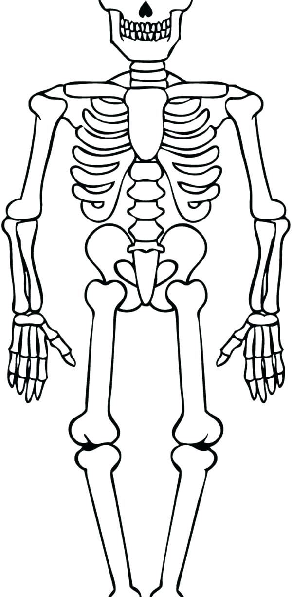 600x1224 Coloring Pages Skeleton Fossils Coloring Pages Dinosaur Skeleton