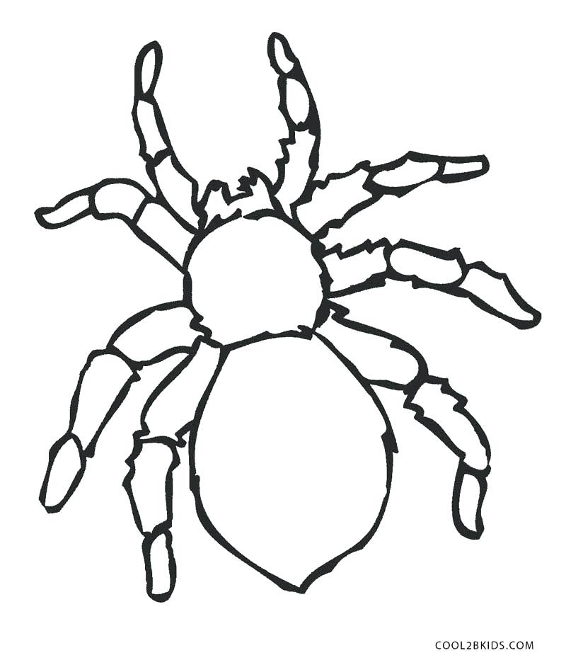 800x939 Spiders Coloring Pages B Spider Coloring Page B Spider Coloring
