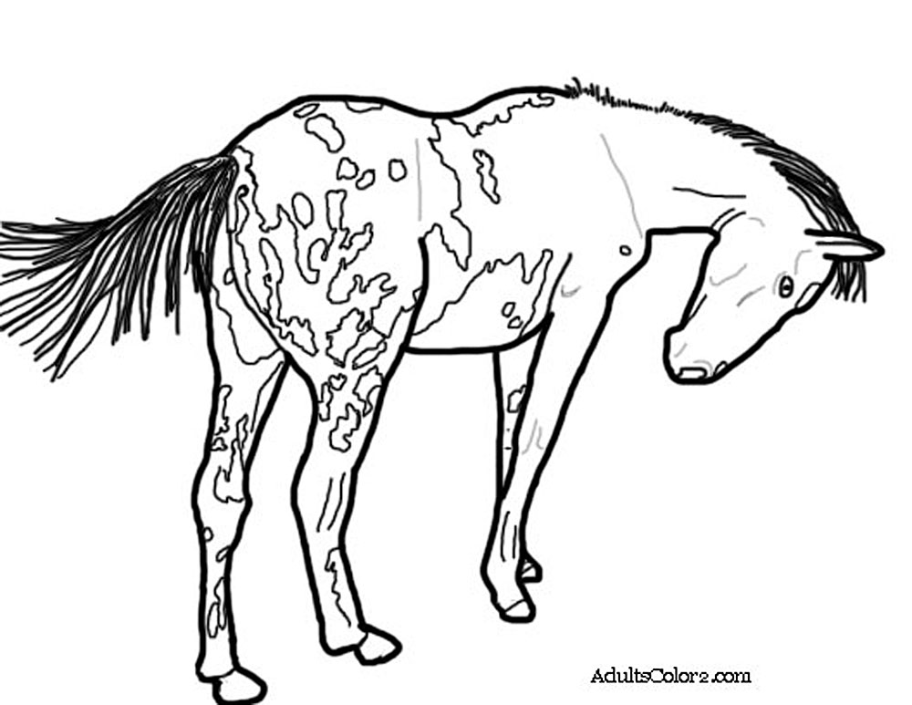 1000x773 Horse Coloring Pages Pick And Print Your Pony