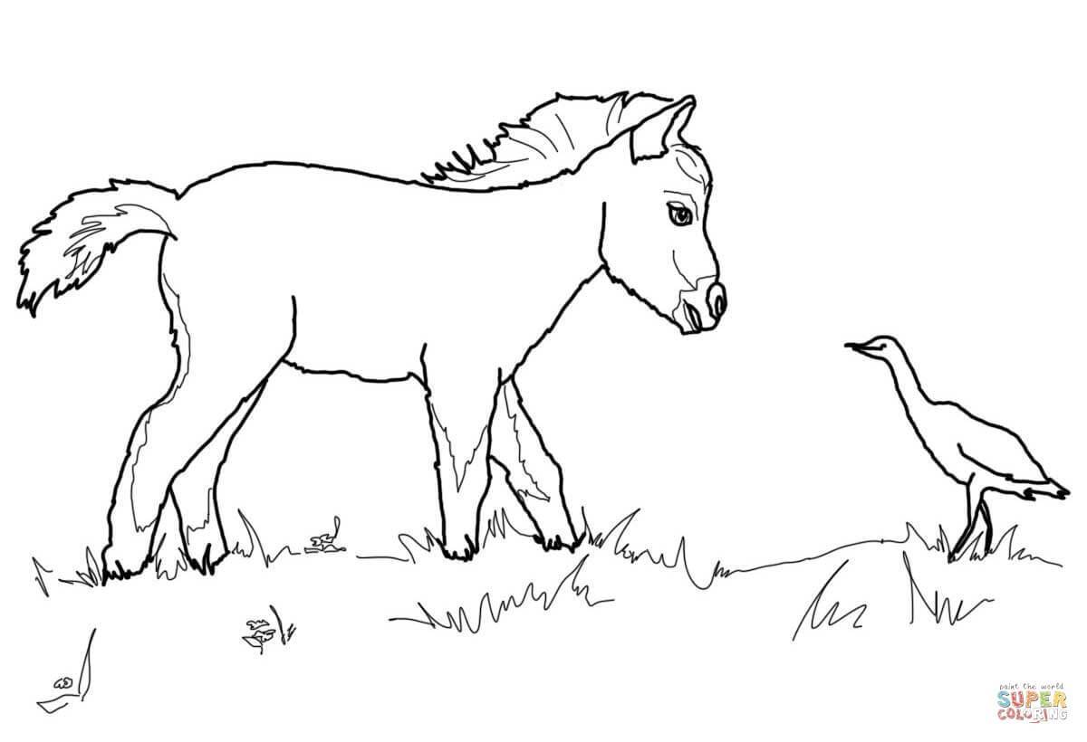 1200x820 Marvelous Miniature Horse Foal And Bird Coloring Page Printable