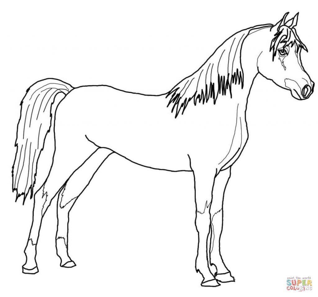 1024x959 Arabian Horse For Coloring Page 0