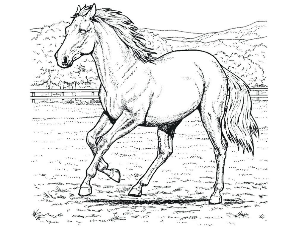 1024x768 Coloring Pages ~ Horse Coloring Page Pages Free 2 Spirit To Print
