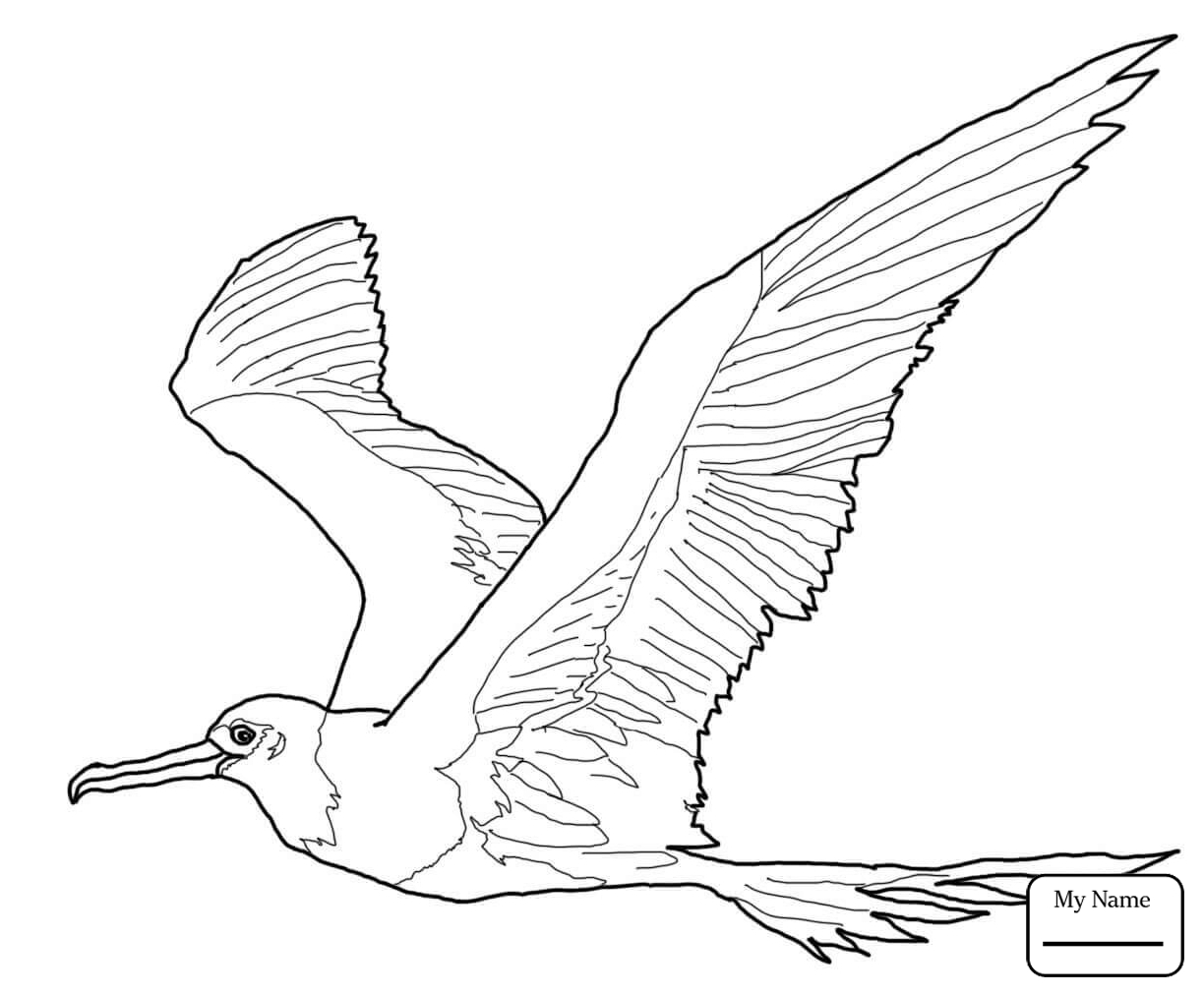 1224x1012 Frigatebird Coloring Pages Download Coloring For Kids 2018