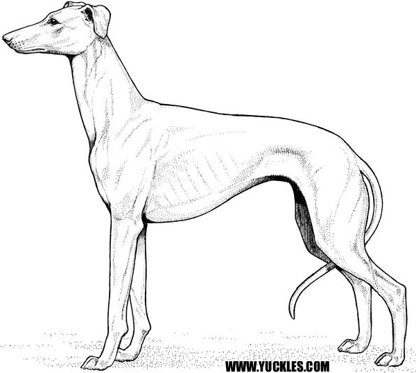 600x538 Greyhound Coloring Pages