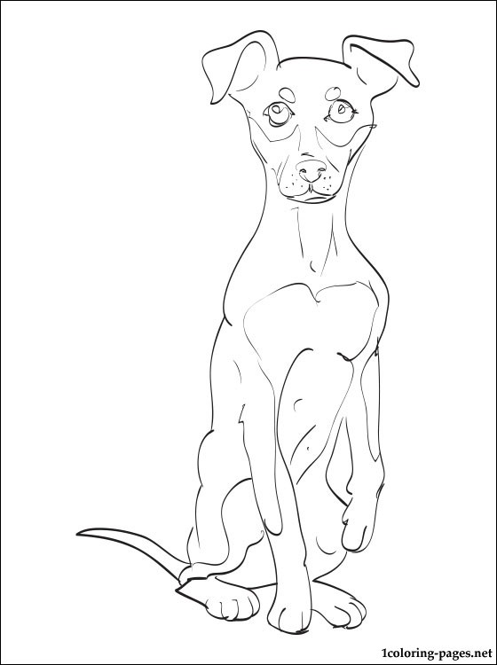 560x750 Miniature Pinscher Coloring Page Coloring Pages