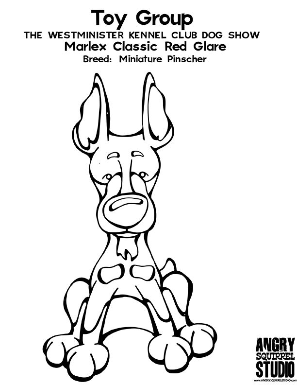 612x792 Toy Group Winner Marlex Classic Red Glare (Miniature Pinscher