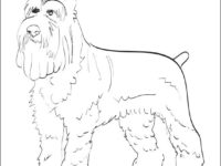 200x150 Schnauzer Coloring Page Coloring Pages