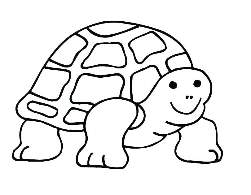 810x630 Tortoise Coloring Page Tortoise Coloring Page Pin Tortoise