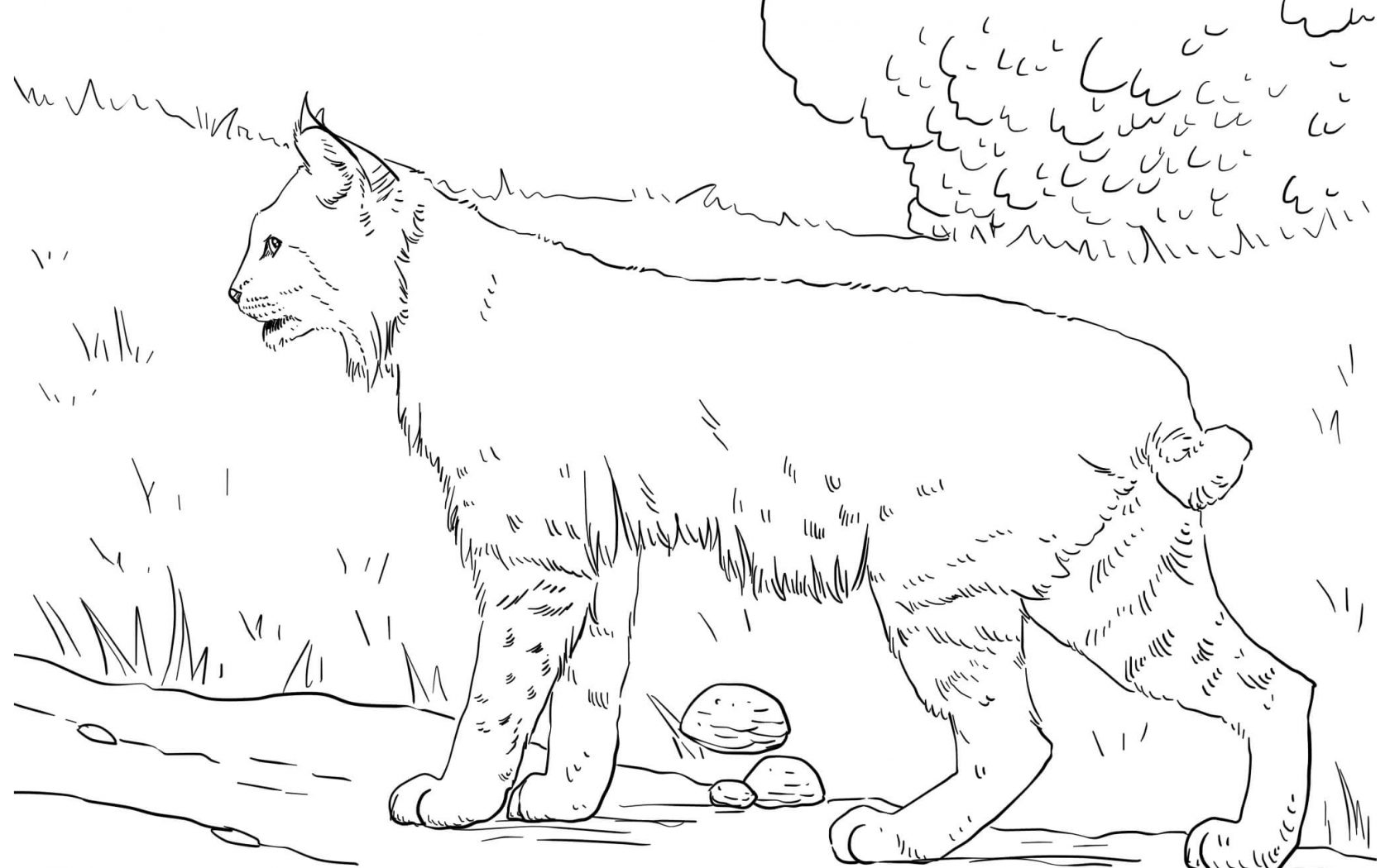 1680x1050 Lynx Coloring Pages For Kids Leopard Archaicawful Cat Printable
