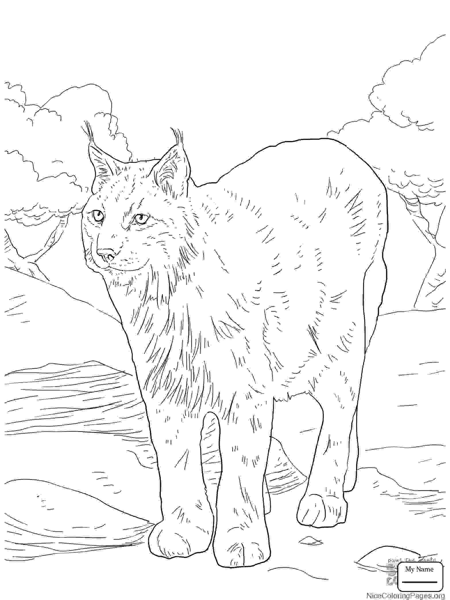 1567x2089 Archaicawful Lynx Coloring Pages For Kids Page Cat Printable