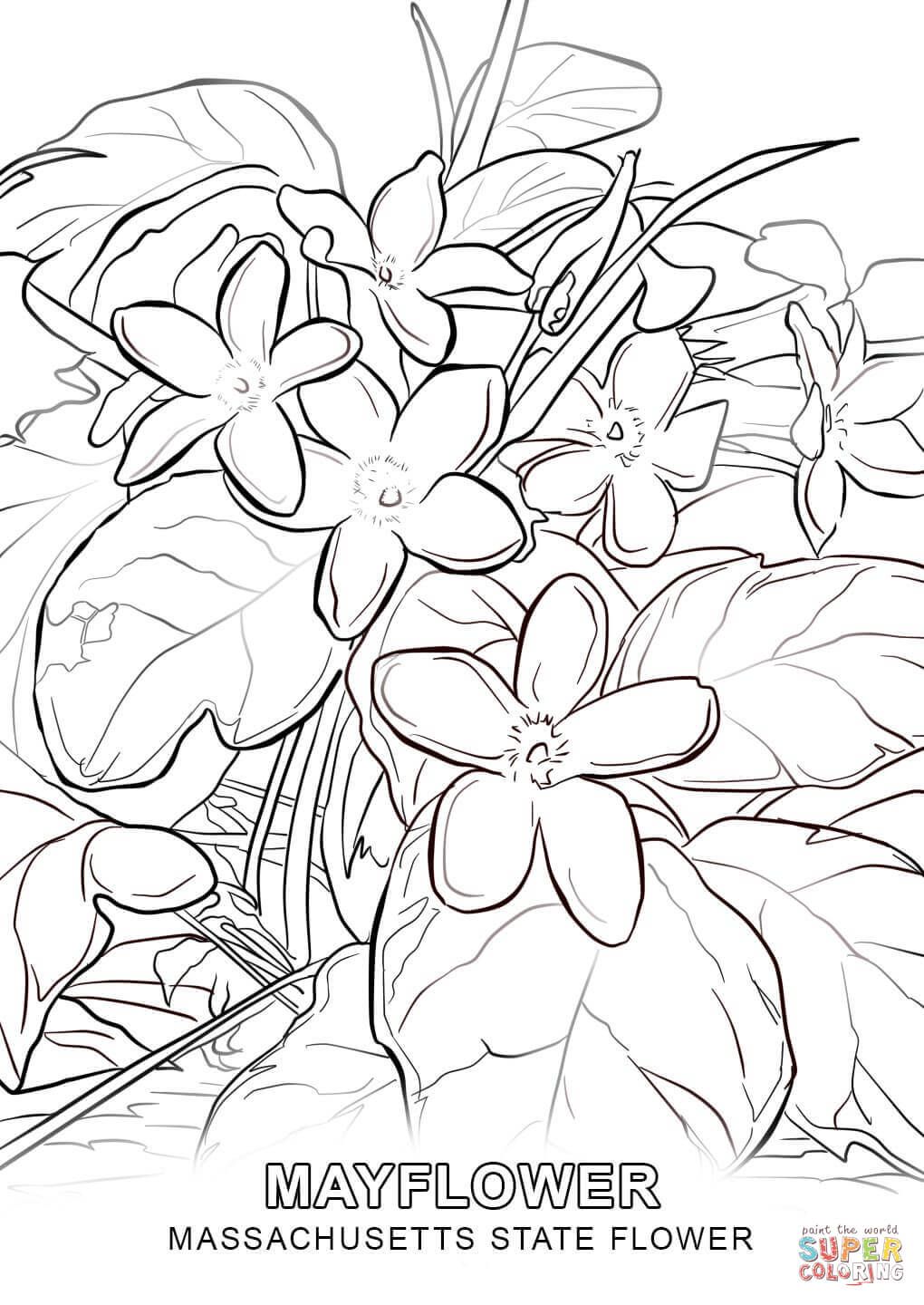 1020x1440 Introducing Delaware State Flower Coloring Pag