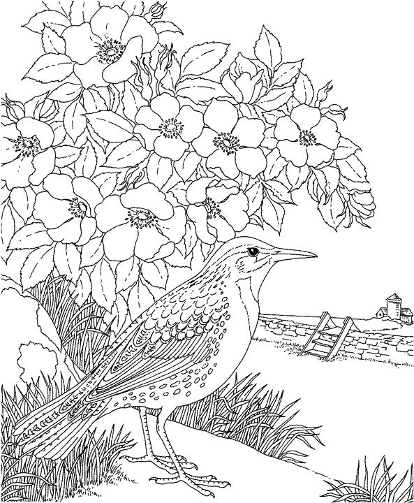 593x720 Mockingbird Coloring Page To Kill A Mockingbird Coloring Pages