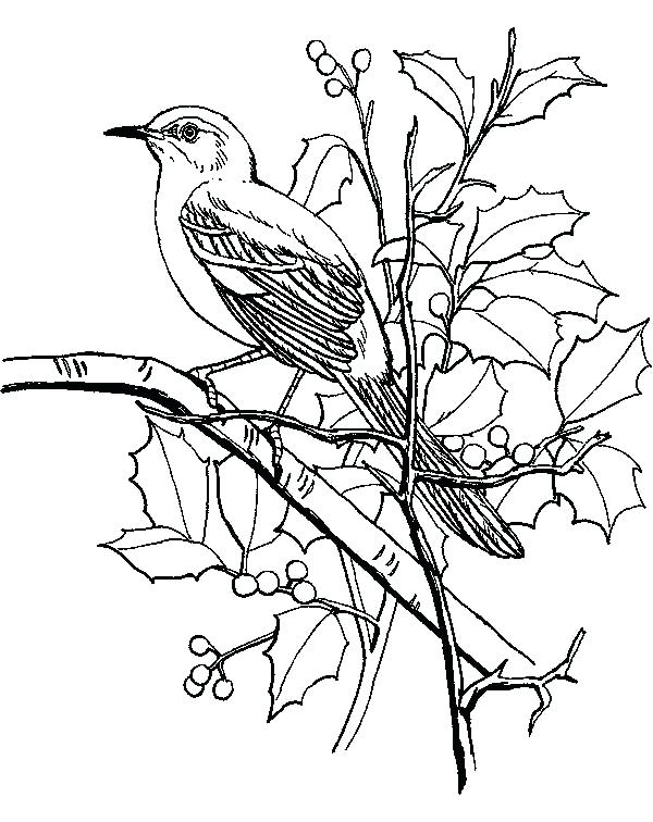 600x756 Bahama Mockingbird Coloring Pages Bahama Mockingbird Coloring