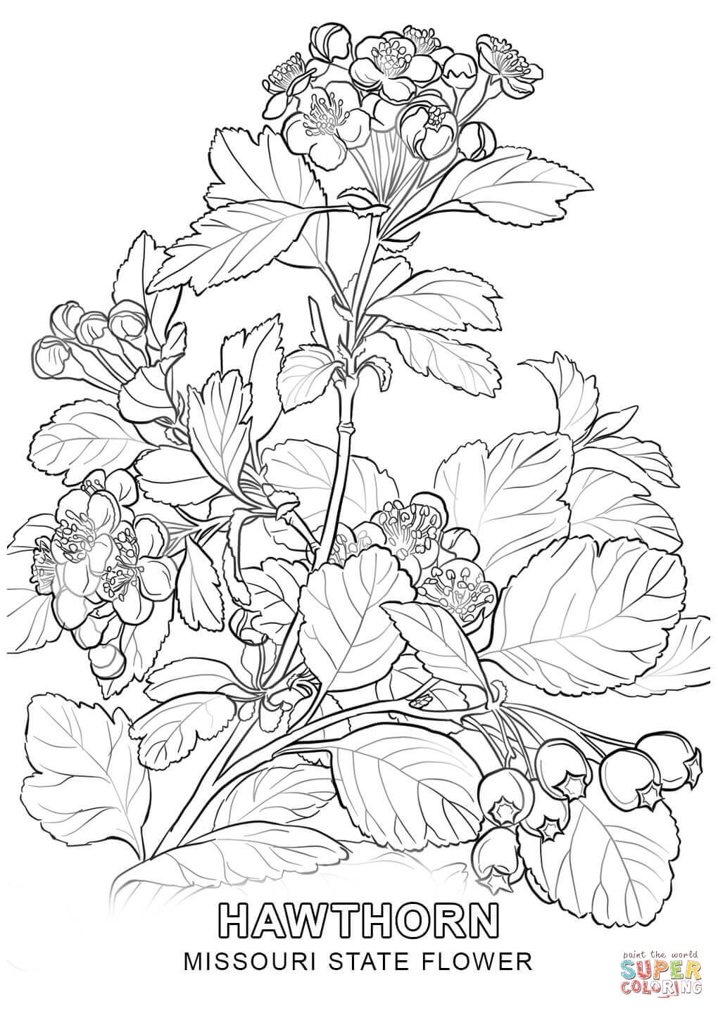 1020x1440 Hawthorn Tree Coloring Pages To Print Coloring For Kids 2018