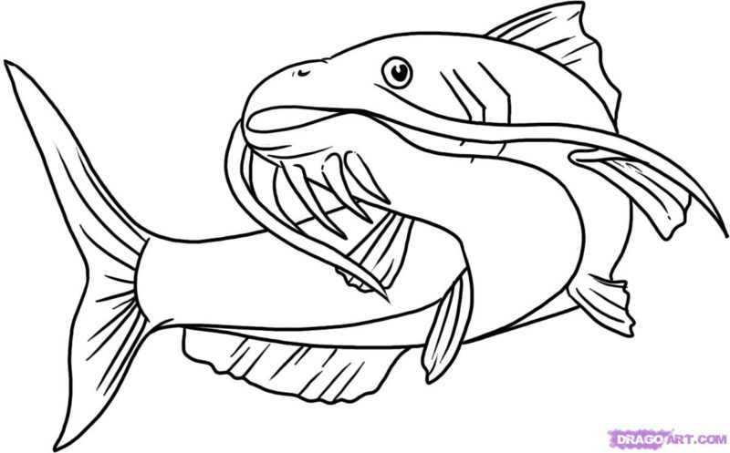 800x497 Missouri State Fish Channel Catfish Coloring Page, Catfish