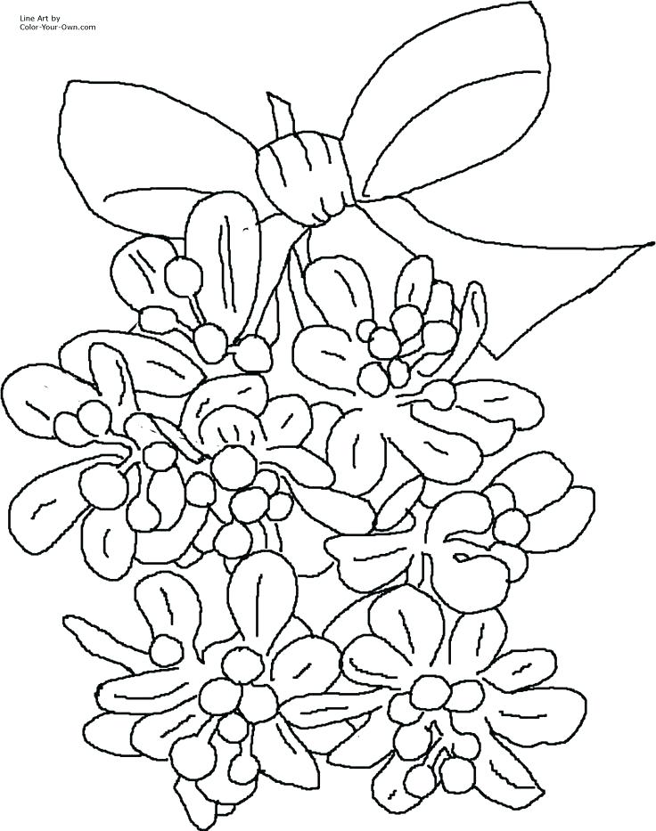 736x933 Orange Blossom Coloring Page Mistletoe Coloring Page Coloring
