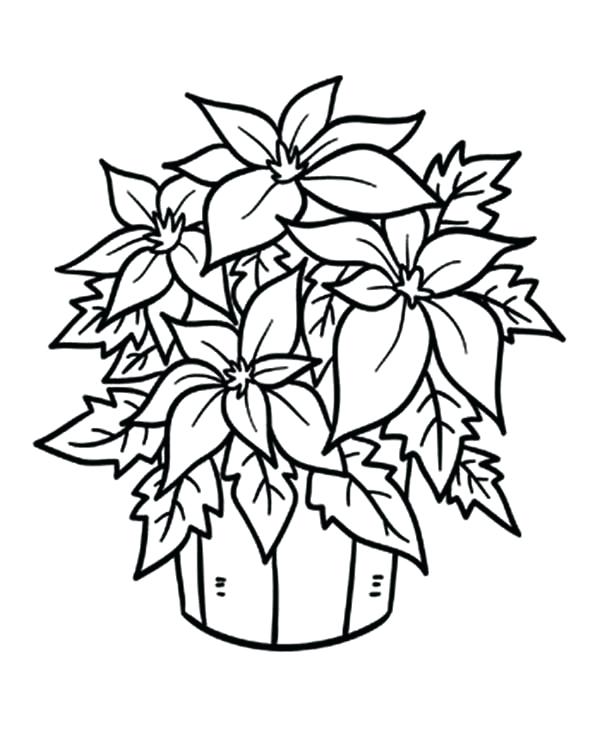 600x754 Poinsettia Coloring Page Mistletoe Coloring Page Mistletoe