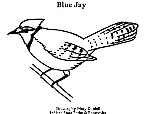 500x385 Mockingbird Coloring Page Coloring Pagesnimals To Kill