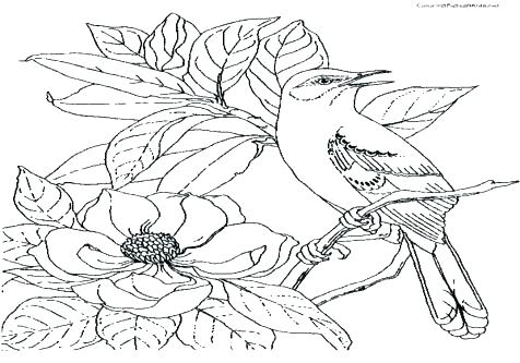 476x333 Mockingbird Coloring Page Mockingbird Coloring Page Bluebonnet