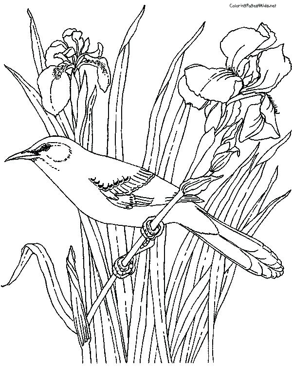 600x756 Mockingbird Coloring Page Mockingbird Coloring Page Fine Picture