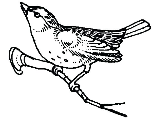 600x472 Mockingbird Coloring Page Mockingbird Mockingbird Begin To Fly