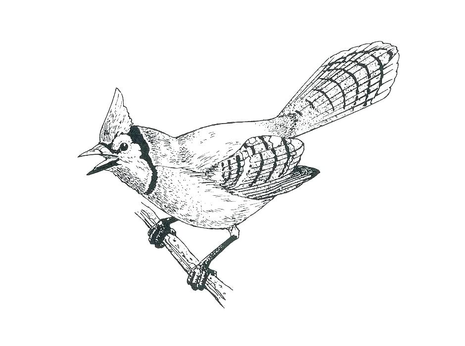940x700 Mockingbird Coloring Page Northern Mockingbird Coloring Page