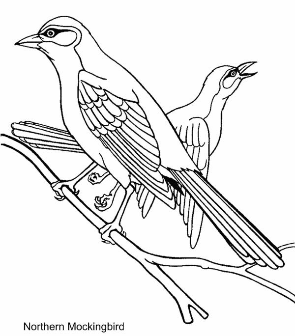 600x684 Northern Mockingbird Coloring Page