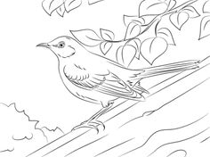 236x176 Perched Northern Mockingbird Coloring Page Birds