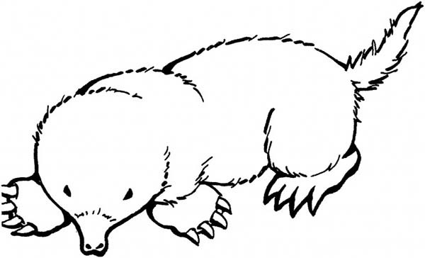 600x364 Mole Coloring Page Broad Footed Mole Coloring Pages Batch Coloring