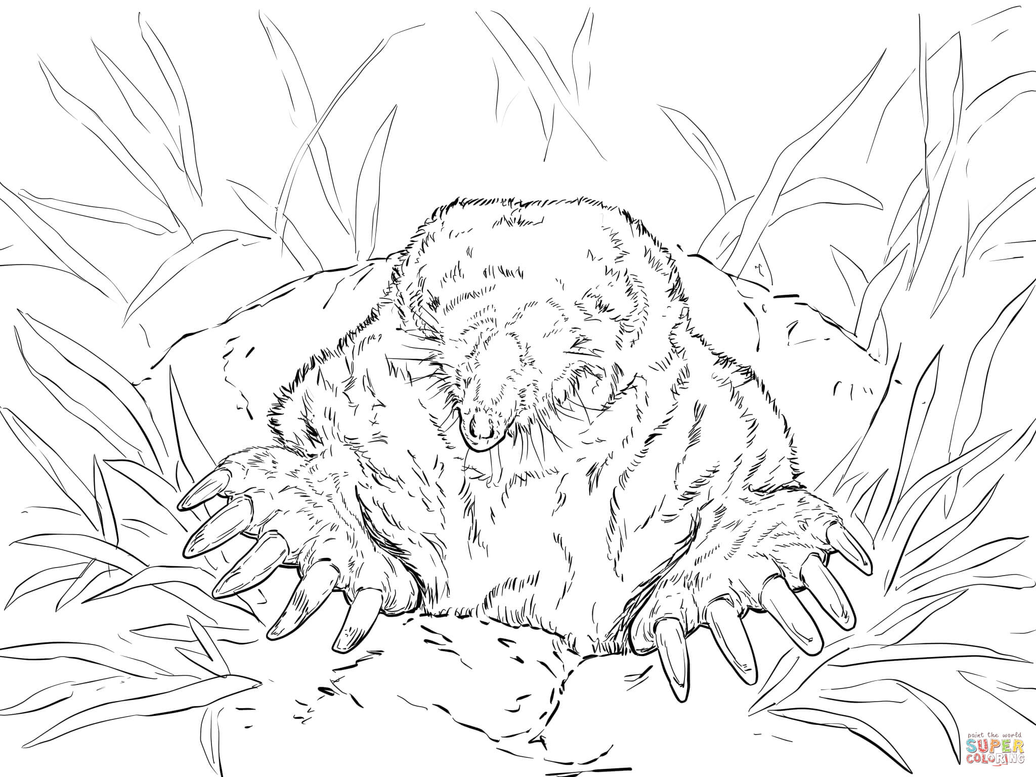 2048x1536 Nice Mole Coloring Page Cool Ideas For You