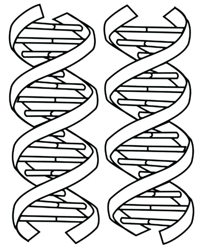 649x800 Dna Coloring Activity Structure Double Helix Coloring Printable