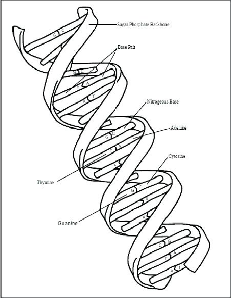 451x581 Dna Coloring Worksheet
