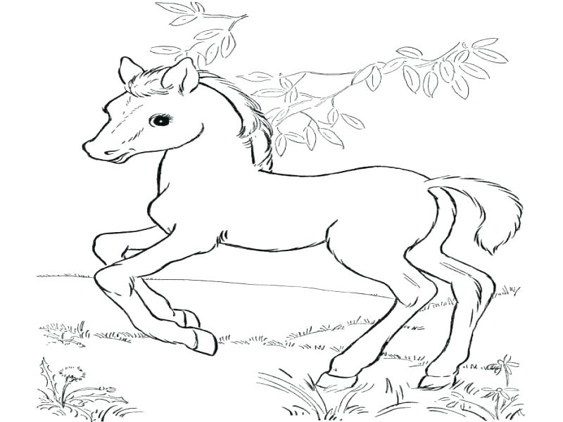 800x600 Baby Horse Coloring Pages Baby Coloring Pages Plus Baby Doll