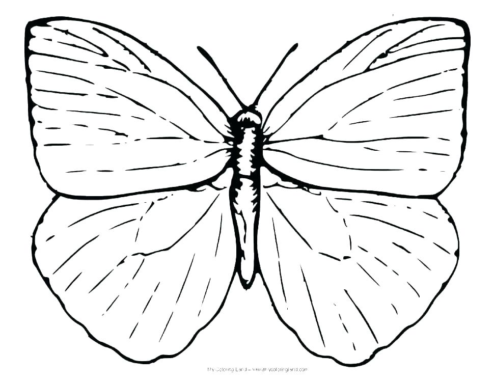 970x750 Monarch Butterfly Coloring Page