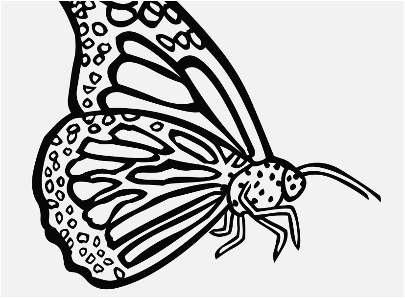 827x609 Monarch Butterfly Coloring Pages Image Butterfly Coloring Pages