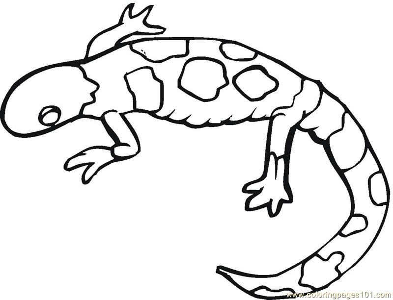 800x612 Monitor Lizard Coloring Pages Download And Print For Free