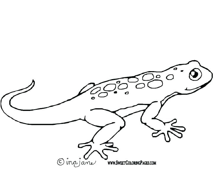 720x576 Lizard Coloring Page