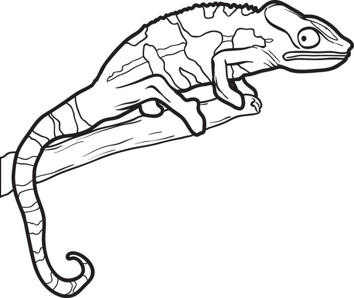 700x588 Lizard Coloring Pages
