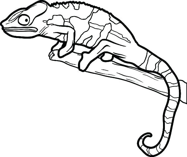 600x504 Lizard Coloring Pages Lizard Coloring Pages Various Lizard
