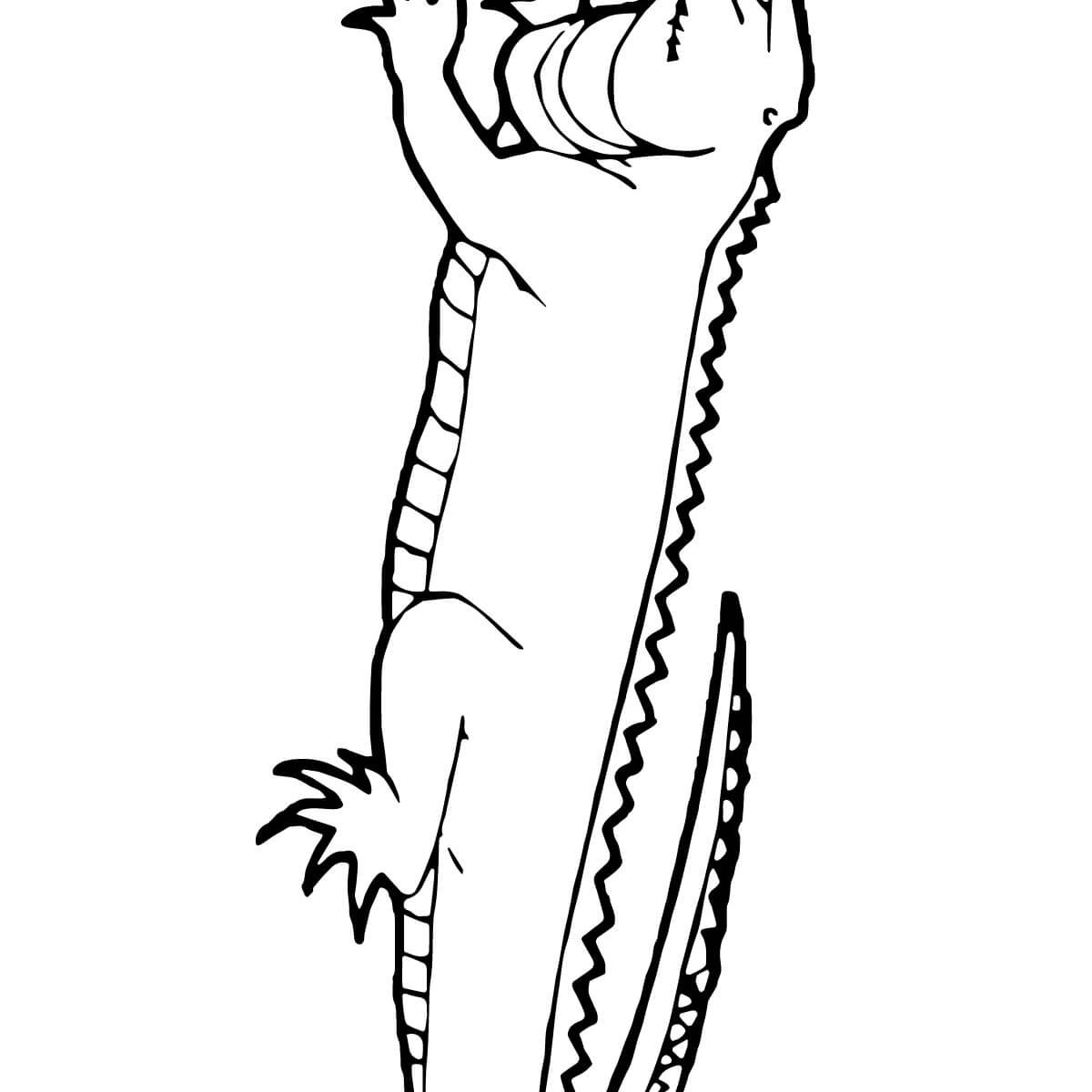 1200x1200 Printable Lizard Coloring Pages For Kids General Amazing Spider