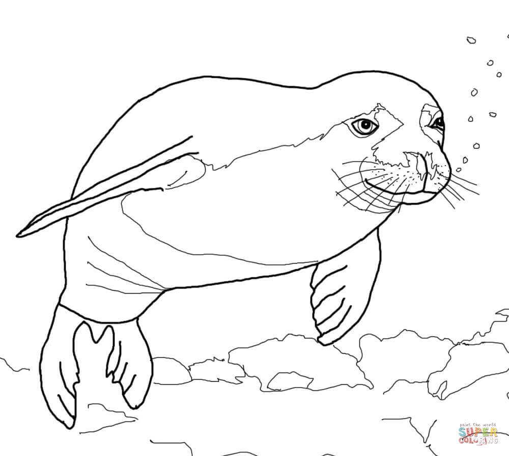 1000x896 Seal Coloring Pages Inspirational Hawaiian Monk Seal Coloring Page