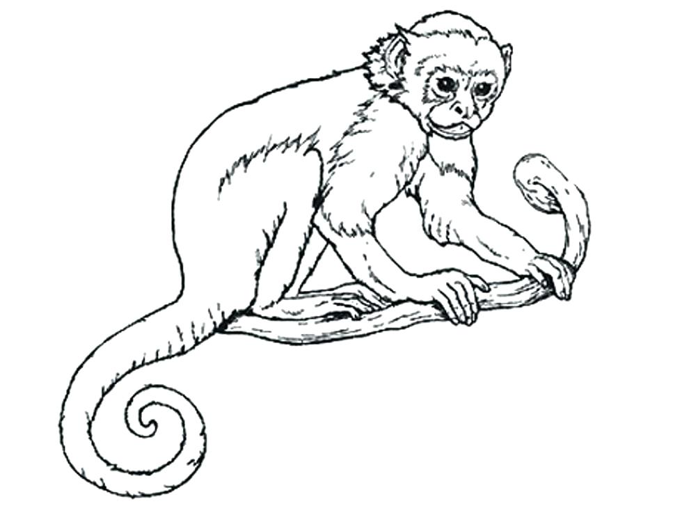 1000x760 Coloring Pages Monkeys Monkey Color Pages Coloring Pages