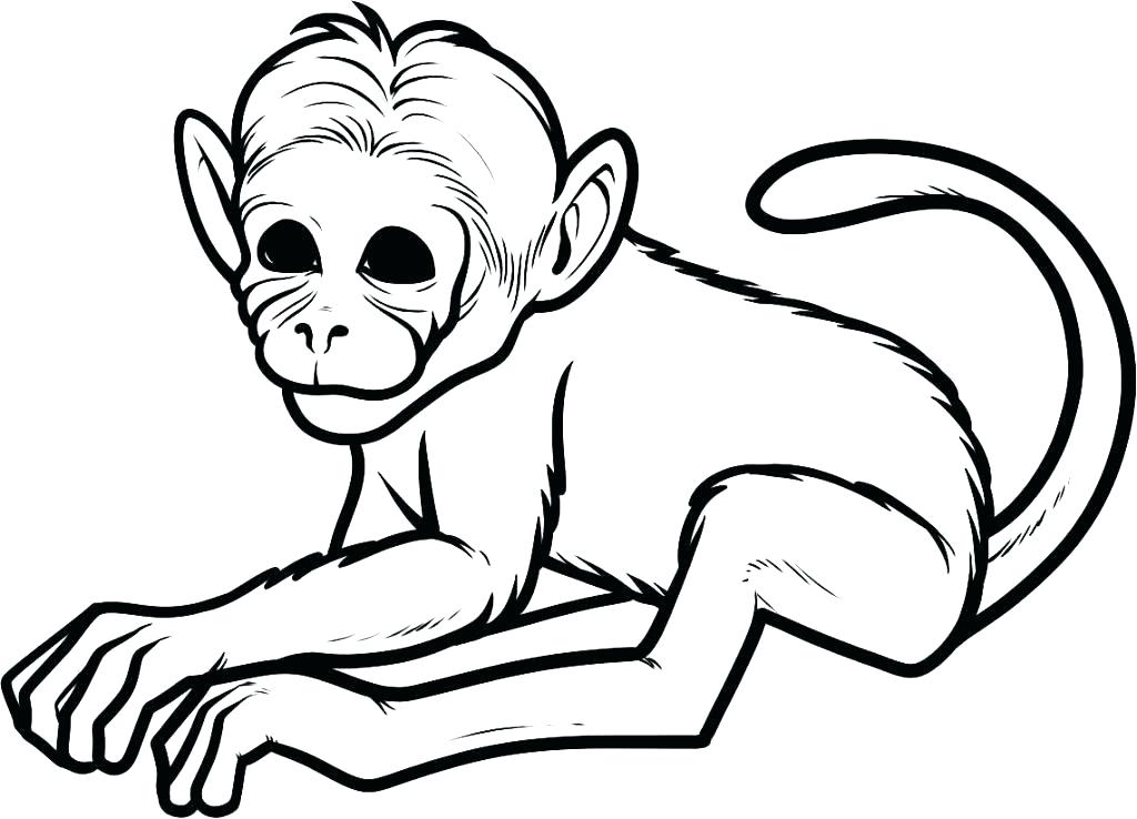 1024x738 Coloring Pages Of Monkeys Spider Monkey Coloring Pages Free Monkey
