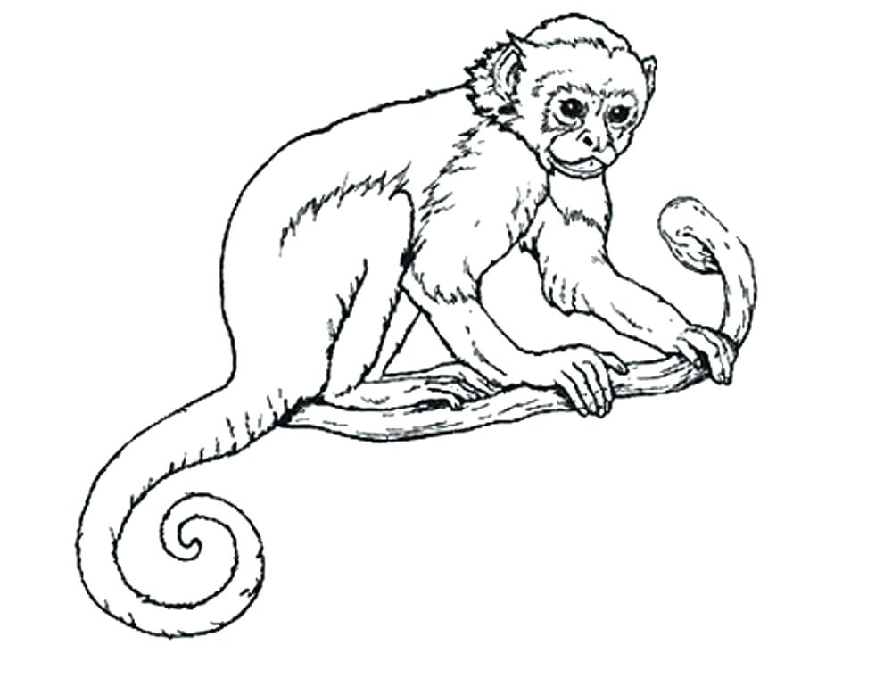 1000x760 Monkey Coloring Pages Monkey Coloring Picture Gallery Of Coloring