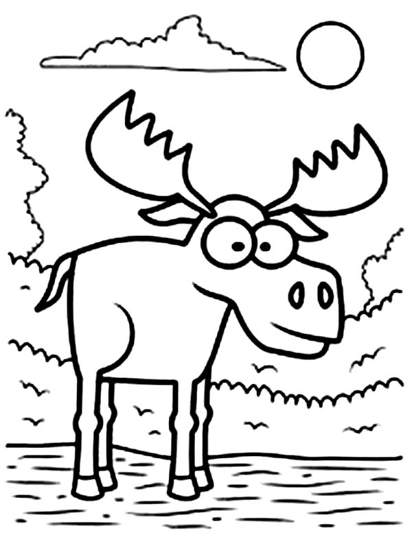 Moose Coloring Pages
