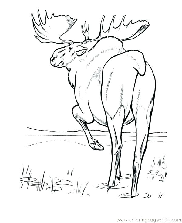 600x734 Moose Coloring Page Moose Coloring Pages Elk Coloring Page Moose
