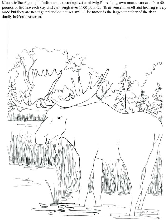 707x926 Coloring Pages Of Moose Elk Coloring Page Free Printable Elk