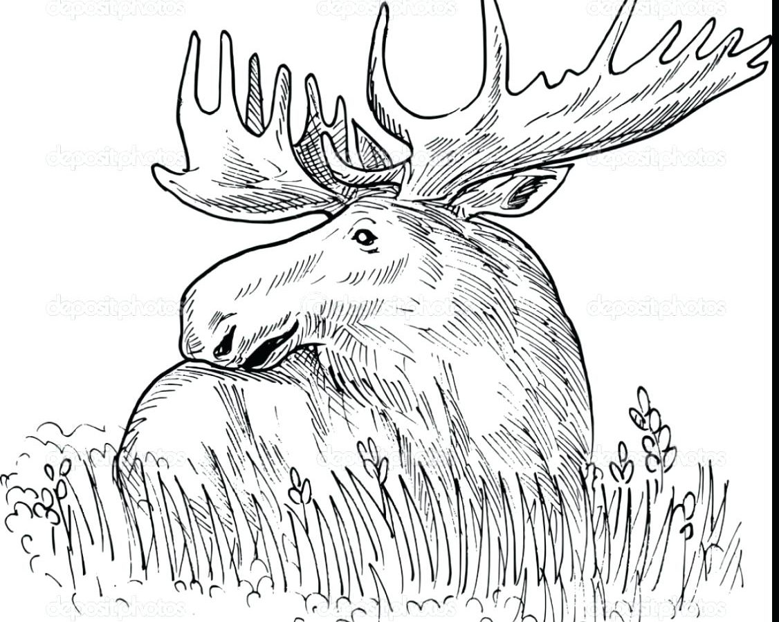 1126x900 Moose Coloring Page Adults Zen Tangle Stock Vector Of General Free